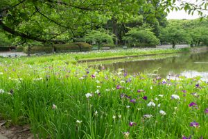 名城公園、花しょうぶ、6月の夏の花、名古屋市北区の観光・撮影スポットの画像と写真