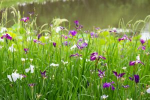 名城公園、花しょうぶ、6月の夏の花、名古屋市北区の観光・撮影スポットの画像と写真