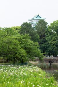 名城公園、花しょうぶ、6月の夏の花、名古屋市北区の観光・撮影スポットの画像と写真