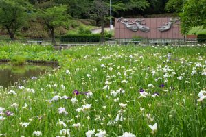 名城公園、花しょうぶ、6月の夏の花、名古屋市北区の観光・撮影スポットの画像と写真