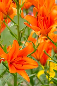 名城公園、ゆり、6月の夏の花、名古屋市北区の観光・撮影スポットの画像と写真