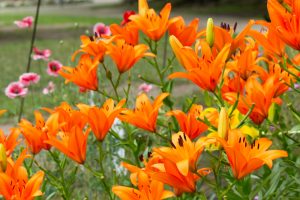 名城公園、ゆり、6月の夏の花、名古屋市北区の観光・撮影スポットの画像と写真