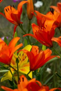 名城公園、ゆり、6月の夏の花、名古屋市北区の観光・撮影スポットの画像と写真