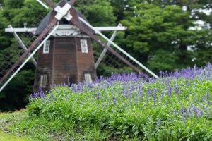 名城公園、ラベンダー、6月の夏の花、名古屋市北区の観光・撮影スポットの画像と写真