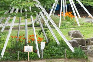 名城公園、ゆり、6月の夏の花、名古屋市北区の観光・撮影スポットの画像と写真