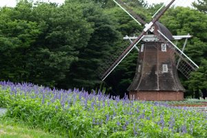 名城公園、ラベンダー、6月の夏の花、名古屋市北区の観光・撮影スポットの画像と写真