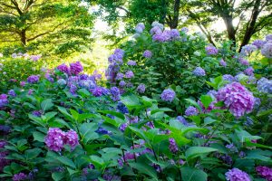 市民四季の森、あじさい、6月の夏の花、愛知県小牧市の観光・撮影スポットの画像と写真