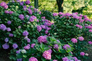 市民四季の森、あじさい、6月の夏の花、愛知県小牧市の観光・撮影スポットの画像と写真