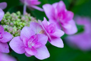 市民四季の森、あじさい、6月の夏の花、愛知県小牧市の観光・撮影スポットの画像と写真