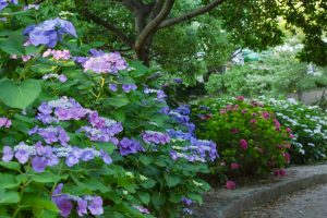 市民四季の森、あじさい、6月の夏の花、愛知県小牧市の観光・撮影スポットの画像と写真