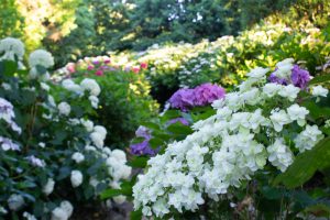 市民四季の森、あじさい、6月の夏の花、愛知県小牧市の観光・撮影スポットの画像と写真