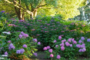 市民四季の森、あじさい、6月の夏の花、愛知県小牧市の観光・撮影スポットの画像と写真