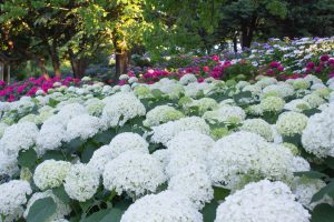 市民四季の森、あじさい、6月の夏の花、愛知県小牧市の観光・撮影スポットの画像と写真