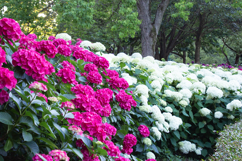 市民四季の森、あじさい、6月の夏の花、愛知県小牧市の観光・撮影スポットの画像と写真