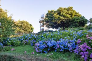 市民四季の森、あじさい、6月の夏の花、愛知県小牧市の観光・撮影スポットの画像と写真