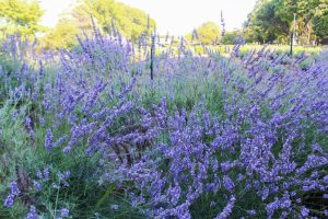 荒子川公園、ラベンダー、6月の夏の花、名古屋市港区の観光・撮影スポットの画像と写真