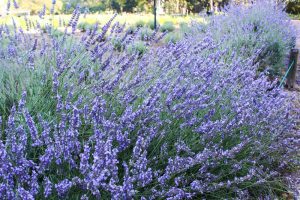 荒子川公園、ラベンダー、6月の夏の花、名古屋市港区の観光・撮影スポットの画像と写真