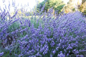荒子川公園、ラベンダー、6月の夏の花、名古屋市港区の観光・撮影スポットの画像と写真