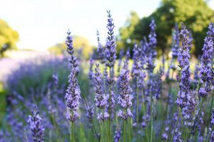 荒子川公園、ラベンダー、6月の夏の花、名古屋市港区の観光・撮影スポットの画像と写真