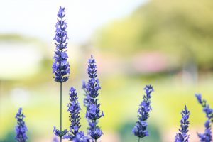荒子川公園、ラベンダー、6月の夏の花、名古屋市港区の観光・撮影スポットの画像と写真