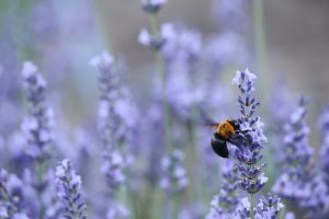 荒子川公園、ラベンダー、6月の夏の花、名古屋市港区の観光・撮影スポットの画像と写真