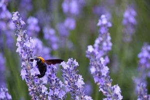 荒子川公園、ラベンダー、6月の夏の花、名古屋市港区の観光・撮影スポットの画像と写真