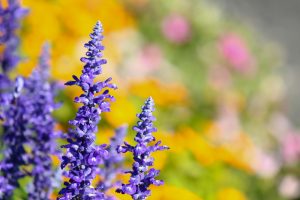 荒子川公園、ラベンダー、6月の夏の花、名古屋市港区の観光・撮影スポットの画像と写真