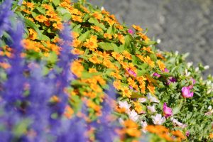 荒子川公園、ラベンダー、6月の夏の花、名古屋市港区の観光・撮影スポットの画像と写真