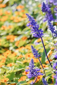 荒子川公園、ラベンダー、6月の夏の花、名古屋市港区の観光・撮影スポットの画像と写真
