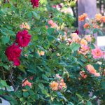 荒子川公園、バラ、6月の夏の花、名古屋市港区の観光・撮影スポットの画像と写真