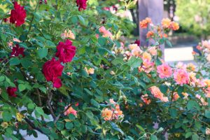 荒子川公園、バラ、6月の夏の花、名古屋市港区の観光・撮影スポットの画像と写真