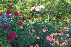 荒子川公園、バラ、6月の夏の花、名古屋市港区の観光・撮影スポットの画像と写真
