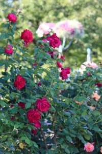 荒子川公園、バラ、6月の夏の花、名古屋市港区の観光・撮影スポットの画像と写真