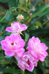 荒子川公園、夏の花、6月の夏の花、名古屋市港区の観光・撮影スポットの画像と写真