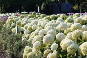 荒子川公園、あじさい、6月の夏の花、名古屋市港区の観光・撮影スポットの画像と写真