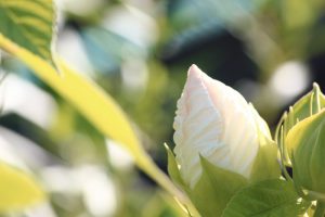 荒子川公園、夏の花、6月の夏の花、名古屋市港区の観光・撮影スポットの画像と写真