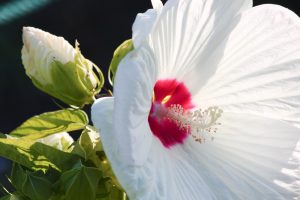 荒子川公園、夏の花、6月の夏の花、名古屋市港区の観光・撮影スポットの画像と写真