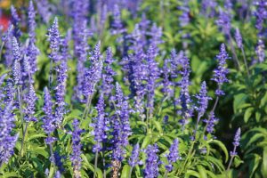 荒子川公園、ラベンダー、6月の夏の花、名古屋市港区の観光・撮影スポットの画像と写真