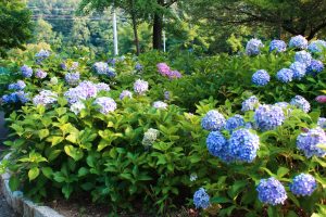 茶屋ヶ坂公園、あじさい、夏の花、名古屋市千種区の観光・撮影スポットの画像と写真