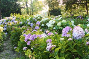 茶屋ヶ坂公園、あじさい、夏の花、名古屋市千種区の観光・撮影スポットの画像と写真
