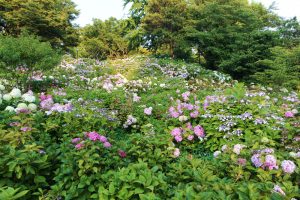 茶屋ヶ坂公園、あじさい、夏の花、名古屋市千種区の観光・撮影スポットの画像と写真
