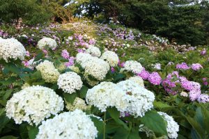 茶屋ヶ坂公園、あじさい、夏の花、名古屋市千種区の観光・撮影スポットの画像と写真