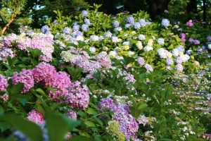 茶屋ヶ坂公園、あじさい、夏の花、名古屋市千種区の観光・撮影スポットの画像と写真