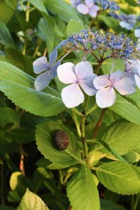 茶屋ヶ坂公園、あじさい、夏の花、名古屋市千種区の観光・撮影スポットの画像と写真