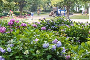 茶屋ヶ坂公園、あじさい、夏の花、名古屋市千種区の観光・撮影スポットの画像と写真