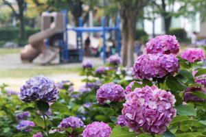 茶屋ヶ坂公園、あじさい、夏の花、名古屋市千種区の観光・撮影スポットの画像と写真