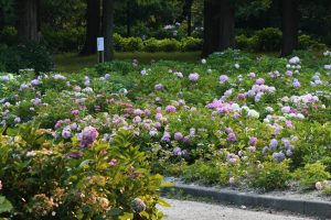 茶屋ヶ坂公園、あじさい、夏の花、名古屋市千種区の観光・撮影スポットの画像と写真