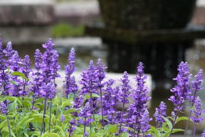 鶴舞公園、ラベンダー、6月の夏の花、名古屋市昭和区の観光・撮影スポットの画像と写真