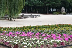 鶴舞公園、夏の花壇、6月の夏の花、名古屋市昭和区の観光・撮影スポットの画像と写真