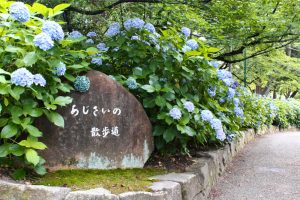 鶴舞公園、あじさい、6月の夏の花、名古屋市昭和区の観光・撮影スポットの画像と写真